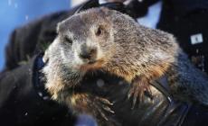 La primavera arriva presto, parola della marmotta Phil - Foto 