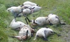Strage di pecore a Bedonia