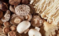 Arriva il corso per riconoscere i funghi