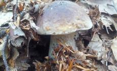 Parmabook: social news