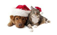 Si inizia domani con l'open day al gattile


