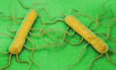 Listeria: 10 consigli di buona prassi in cucina per prevenire la malattia 