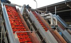 Pomodoro da industria: accordo  sul prezzo a 88 euro