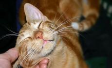 Anche i gatti... "parlano"
