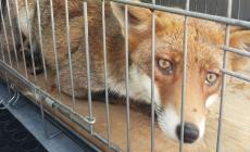 Rescue Dogs: video 1
