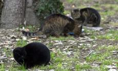 Strage dei gatti, operaio 46enne condannato a un anno