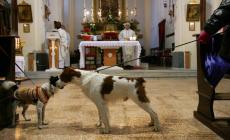 L'agenda delle benedizioni agli animali 