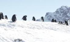Venti gradi in Antartide, innalzamento mari piu' vicino