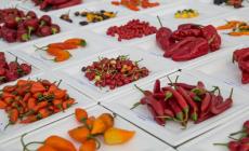Sua maestà  il peperoncino : ricette e curiosità 