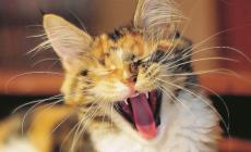 Miaoooo, che stress!