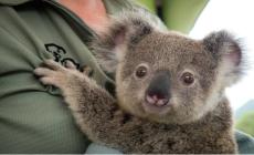 Australia, l'allarme del Wwf: koala a rischio estinzione