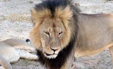 Zimbabwe, il dentista americano recidivo: "Ho ucciso Cecil, pensavo fosse legale" 