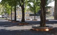 Verde pubblico: la 'mappa' degli alberi malati da abbattere e sostituire. E altri 65 donati da privati