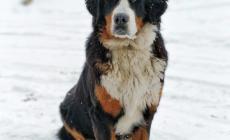 'Buon viaggio, amico mio'.: come elaborare il lutto degli animali d'affezione