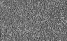 Il presunto paziente zero non ha mai avuto il virus. Due nuovi casi di positivit&agrave; all'ospedale di Piacenza. Un caso a Milano - Aggiornamenti in tempo reale