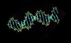 Sindrome di Down, un gene dietro alle malformazioni del cuore