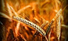 Sapori di una volta con i grani antichi