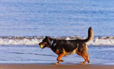 Liguria verso legge per seppellire le ceneri degli animali da compagnia con il padrone