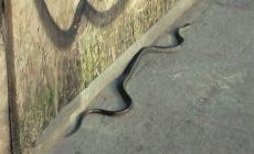 Sorpresa e paura in via Repubblica: un serpente si aggira sul marciapiede