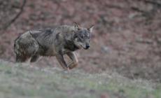 Il sindaco e i lupi: «Io visionario? No, realista»