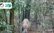 La lupa Lautrec avvelenata da una massiccia dose di topicida nel Parco del Taro