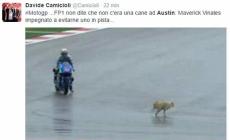 Cane in pista, MotoGP sospesa
