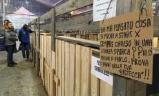 Piazza Garibaldi, protesta degli animalisti