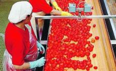 Pomodoro, la Coldiretti: "Chiudere al più presto l'accordo quadro 2022"