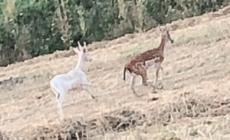 Un capriolo bianco a Case Boscaini 