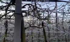 Primavera precoce, allarme per i frutteti in Emilia Romagna
