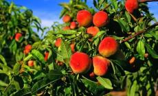 Innesto e potatura del frutteto familiare