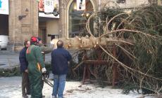 Ecco l'albero di Natale