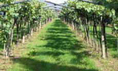 Malvasia e Termarina, vitigni da studiare 