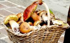 Minicorso (nel bosco) e mostra micologica