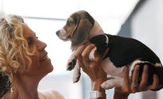 Green hill: condannati i responsabili dell'allevamento