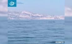 Avvistate due balenottere al largo di Marsiglia: effetto del lockdown - Video