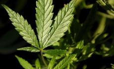 La marijuana diventa legale a Washington Dc