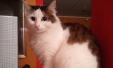 Gatto smarrito