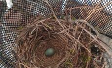 La Buona Pasqua arriva da una merla: deposto l'uovo nel cesto di una bicicletta