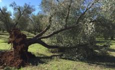 Xylella: manifestanti bloccano i tagli degli ulivi
