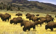 Bisonti tornano in Alaska dopo oltre un secolo 