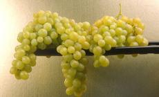 Vino in Arabia: in carcere rischia frustate