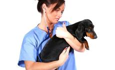 Le possibili cause del prurito in un cane