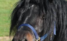 Cavallo bardigiano: eccellenza d'Appennino