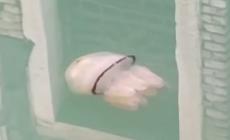 A Venezia l'acqua è limpida e spuntano le meduse - Video