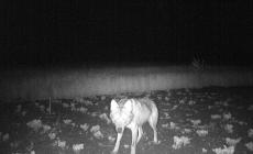 Lupo nell’orto: la foto di un lettore