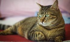 Come i nostri gatti comunicano con noi