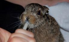 Gli animali selvatici feriti? Tanti. Ma ai volontari manca l'«ospedale»: "Cerchiamo un posto adatto"