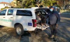 Boccone avvelenato nell'area verde, muore un cane