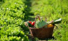 Gli orti coltivati dagli scolari? La bassa dice sì, la montagna no